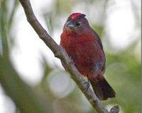 * Red Crested Finch