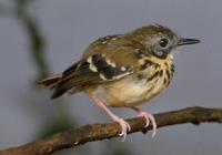 Spot-backed antbird, female in Suriname