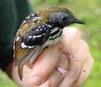 Spot-backed antbird, male in Suriname