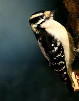 Downy Woodpecker