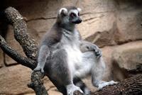 Ringtail Lemur