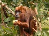 Alouatta clamitans (Southern Brown Howler)