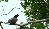 First time got to see these Jungle Myna. (Acridotheres fuscus)