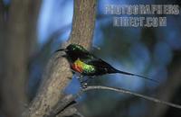 Beautiful sunbird ( Cinnyris pulchellus ) , Lake Baringo , Kenya stock photo