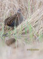 Waterrail C20D 02958.jpg