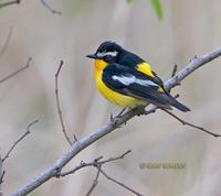 Yellow-rumped flycatcher C20D 03606.jpg