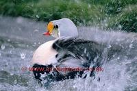 FT0198-00: King Eider male bird. Somateria spectabilis washing and splashing. Arctic