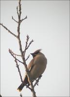 Bohemian Waxwing Bombycilla garrulus 황여새