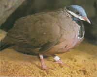 Blue-headed Quail Dove Starnoenas cyanocephala