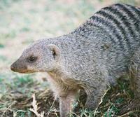 Mungus Mungo Banded Mongoose photo