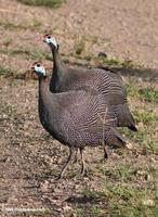 Pair of Helmeted guineafowl (Numida meleagris)