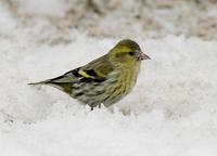 Siskin (Carduelis spinus)