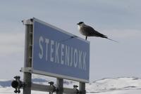 Long-tailed Skua (Stercorarius longicaudus)