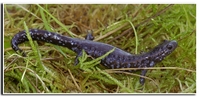 : Ambystoma laterale; Blue-spotted Salamander