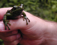 : Amolops loloensis; Rufous-spotted Torrent Frog