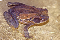 : Bufo melanochlorus