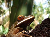 : Hypsiboas lanciformis