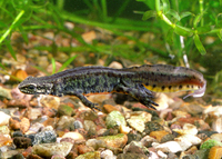 : Lissotriton montandoni; Carpathian Newt