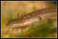 : Lissotriton vulgaris; Smooth Newt