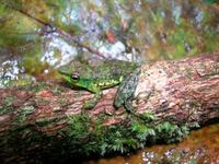 : Mantidactylus argenteus; Long-snouted Malagasy Treefrog