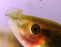 : Phasmahyla cochranae; Chocolatefoot Leaf Frog