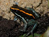 : Phyllobates vittatus