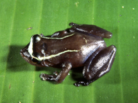 : Pristimantis aureolineatus