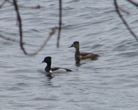: Aythya collaris; Ring-necked Duck