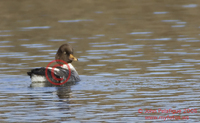 : Bucephala islandica; Barrow's Goldeneye