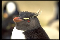 : Eudyptes chrysocome; Rockhopper Penguin