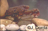 : Telmatobius yuracare