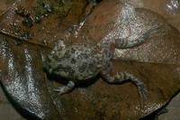 : Uperoleia mimula; Mimic Toadlet