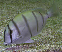 : Acanthurus triostegus; Convict Tangs