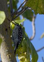 : Picoides nuttallii; Nuttall's Woodpecker