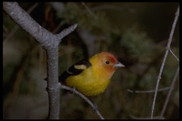 : Piranga ludoviciana; Western Tanager, Male