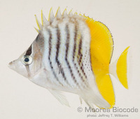 : Chaetodon mertensii