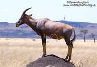 : Damaliscus lunatus ssp. jimela; Topi