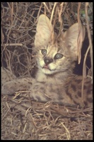 : Felis serval; Serval