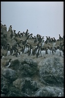 : Uria aalge; Common Murre