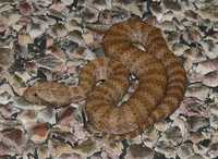 : Acanthophis wellsi; Pilbara Death Adder