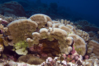: Pavona duerdeni