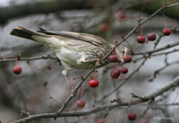 Foto/billede af Sortstrubet Drossel (Turdus ruficollis atrogularis)