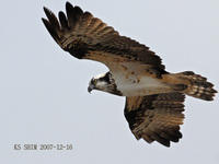 물수리 (Osprey)