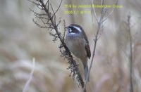 멧새 Meadow Bunting