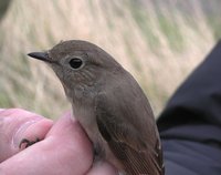 Taiga Flycatcher - Paul Sclater