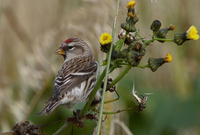 Common Redpoll Photograph by Mark Breaks