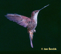 Photo of kolibřík inka, Bronzy Inca, Inca Bronceado, Bronzeandenkolibri, Coeligena coeligena.