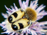 Trichius fasciatus