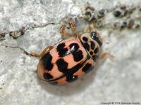 Oenopia conglobata conglobata