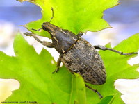 Leucophyes pedestris